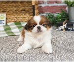 Small #5 Shih Tzu