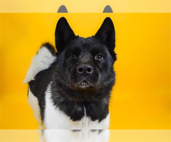 Medium Photo #1 Akita-Unknown Mix Puppy For Sale in West Palm Beach, FL, USA