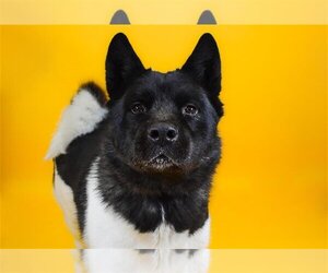 Akita-Unknown Mix Dogs for adoption in West Palm Beach, FL, USA