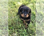 Small Photo #9 Rottweiler Puppy For Sale in BAINBRIDGE IS, WA, USA