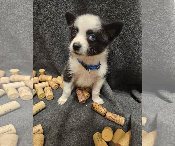 Medium Photo #3 Pomimo Puppy For Sale in Princeton, MN, USA