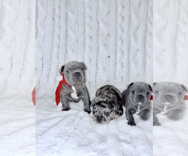 Medium Photo #1 French Bulldog Puppy For Sale in BREMERTON, WA, USA