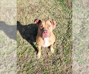 American Pit Bull Terrier-Unknown Mix Dogs for adoption in Grovetown, GA, USA