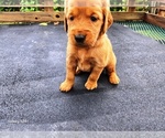 Small #1 Golden Retriever