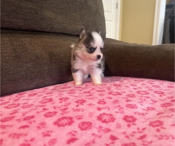 Medium Photo #5 Pomsky Puppy For Sale in DRACUT, MA, USA