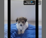Small #1 Morkie Poo (Toy)