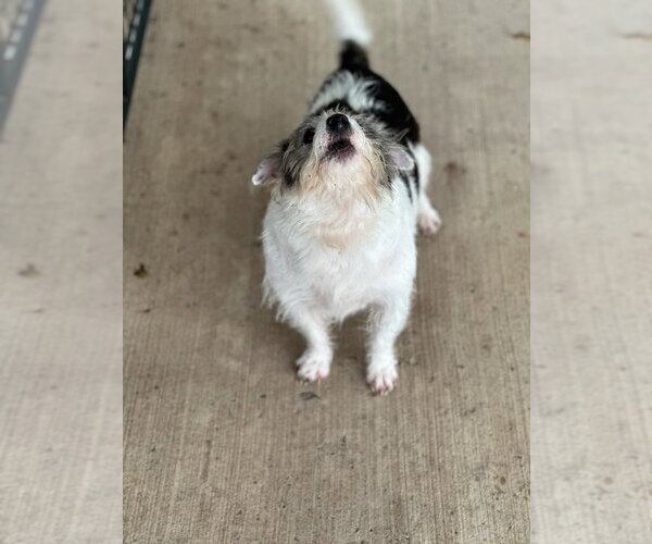 Medium Photo #3 Shih Tzu Puppy For Sale in Oak Bluffs, MA, USA