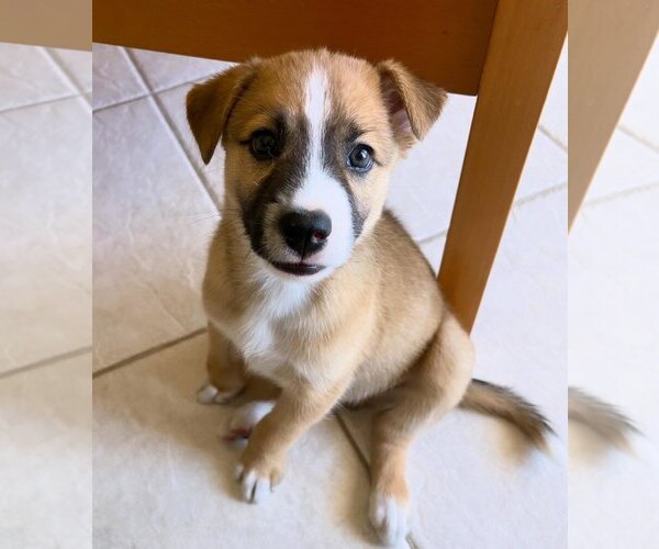 Medium Photo #10 Mutt Puppy For Sale in Fort Worth, TX, USA