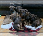 Small Photo #1 Belgian Malinois-Doberman Pinscher Mix Puppy For Sale in MILLBROOK, NY, USA