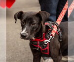Small #6 Labrador Retriever Mix
