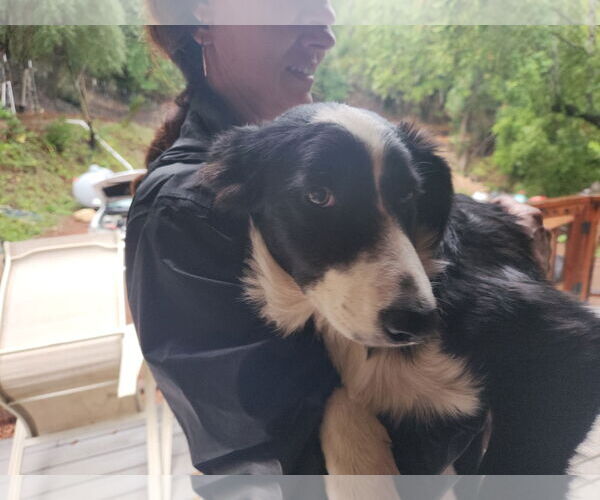 Medium Photo #2 Australian Shepherd Puppy For Sale in Paso Robles, CA, USA