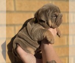 Small #6 Bulldog