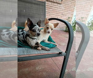 Mother of the Chihuahua puppies born on 10/23/2025