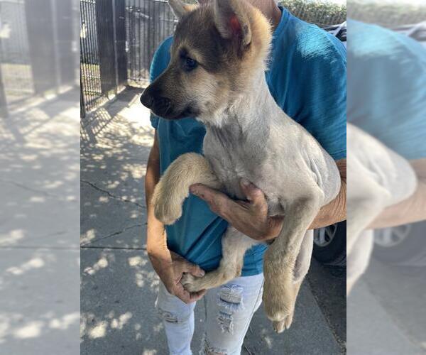 Medium Photo #1 Mutt Puppy For Sale in Stockton, CA, USA