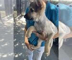 Small Mutt