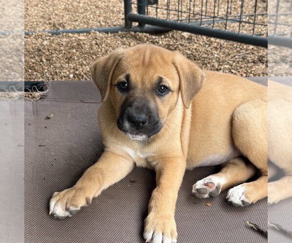 Medium Photo #2 Great Pyrenees-Mastiff Mix Puppy For Sale in Bolivar, MO, USA