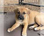 Small #1 Great Pyrenees-Mastiff Mix