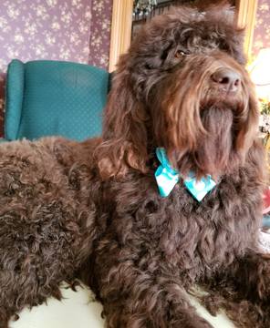 Medium Photo #1 Double Doodle Puppy For Sale in TINGLEY, IA, USA