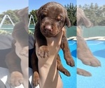 Puppy Puppy 4 Doberman Pinscher