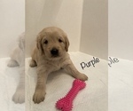 Small Photo #10 Golden Retriever Puppy For Sale in CORONA, CA, USA