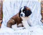 Small #6 Saint Bernard