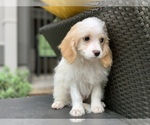 Small Photo #4 Cavachon Puppy For Sale in HOUSTON, TX, USA