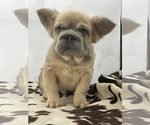 Small #2 French Bulldog