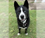 Small #2 Huskies  Mix