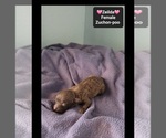 Small #2 Poodle (Toy)-Zuchon Mix