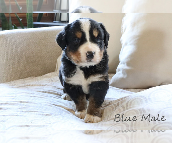 Medium Photo #5 Bernese Mountain Dog Puppy For Sale in BOSWELL, IN, USA