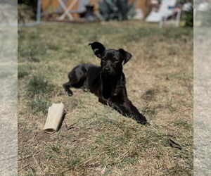 Raisin - Female Boston Terrier-Unknown Mix Dog for Adoption - Photo #3