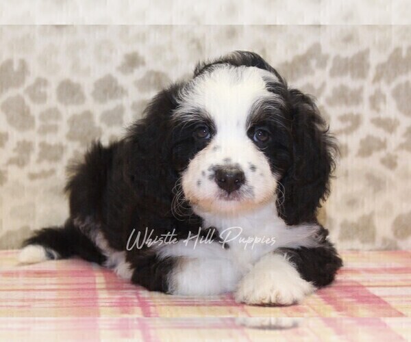 Medium Photo #6 Miniature Bernedoodle Puppy For Sale in DENVER, PA, USA