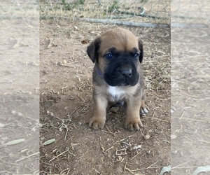 Cane Corso Puppy for sale in HEREFORD, AZ, USA