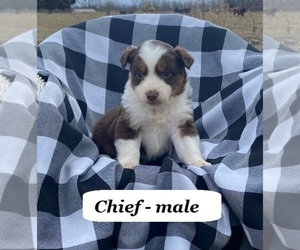 Australian Shepherd Puppy for sale in CLARKRANGE, TN, USA