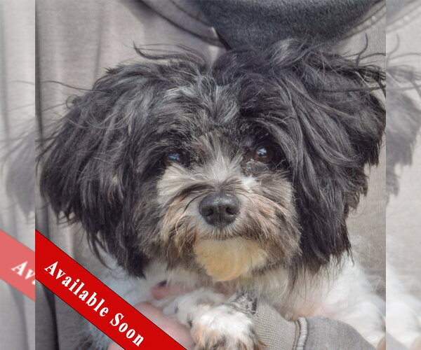 Medium Photo #1 Shih Tzu Puppy For Sale in Huntley, IL, USA