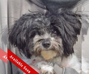 Shih Tzu Dogs for adoption in Huntley, IL, USA