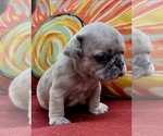 Puppy Puppy 2 French Bulldog