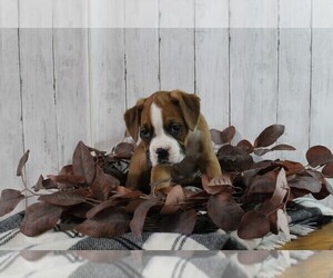 Boxer Puppy for sale in SHIPSHEWANA, IN, USA