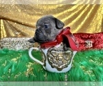 Small Photo #74 French Bulldog Puppy For Sale in HAYWARD, CA, USA