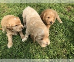 Small Photo #6 Goldendoodle Puppy For Sale in NEWPORT BEACH, CA, USA