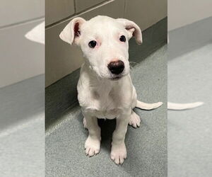 Anatolian Pyrenees Dogs for adoption in Baytown, TX, USA