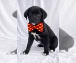 Small Labrador Retriever Mix