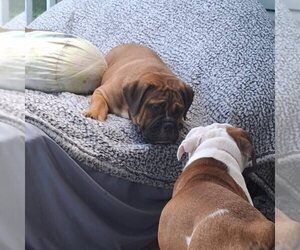 Olde English Bulldogge Puppy for sale in WRIGHT CITY, MO, USA