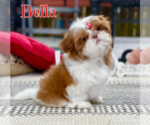 Shih Tzu Puppy for sale in SUGAR HILL, GA, USA