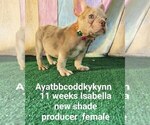 Small Photo #46 French Bulldog Puppy For Sale in CAPE CORAL, FL, USA