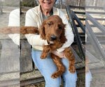 Small Photo #7 Irish Doodle Puppy For Sale in Pacolet, SC, USA