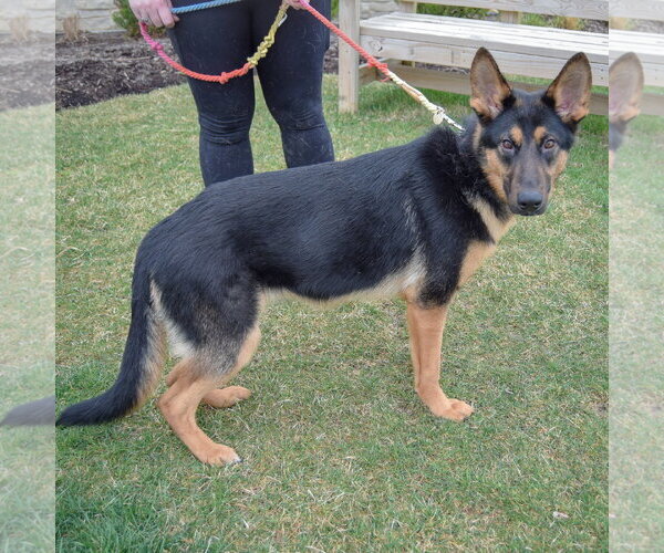 Medium Photo #4 German Shepherd Dog Puppy For Sale in Huntley, IL, USA