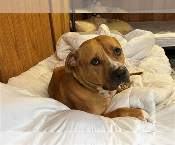 Medium Photo #1 American Pit Bull Terrier Puppy For Sale in Ocala, FL, USA