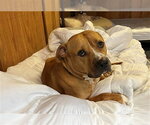 Small American Pit Bull Terrier