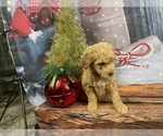 Small Photo #5 Aussiedoodle Puppy For Sale in COMMERCE, MI, USA